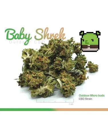 Baby shrek cbd pas cher à 1,99€ le gramme promo