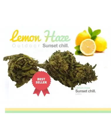 lemon haze cbd greenhous