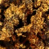 Moonrock MSC Moonrock MSC