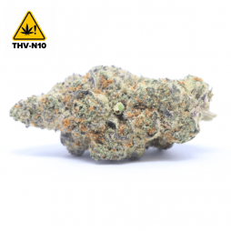 Candy Kush THV-N10