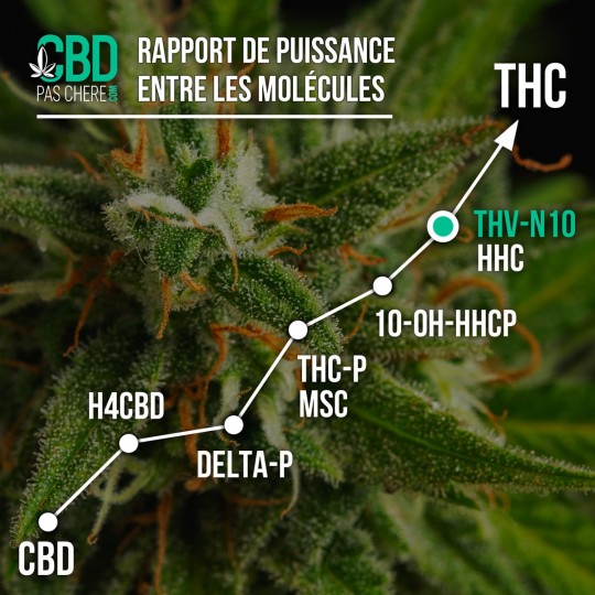 Pack découverte fleur THV-N10