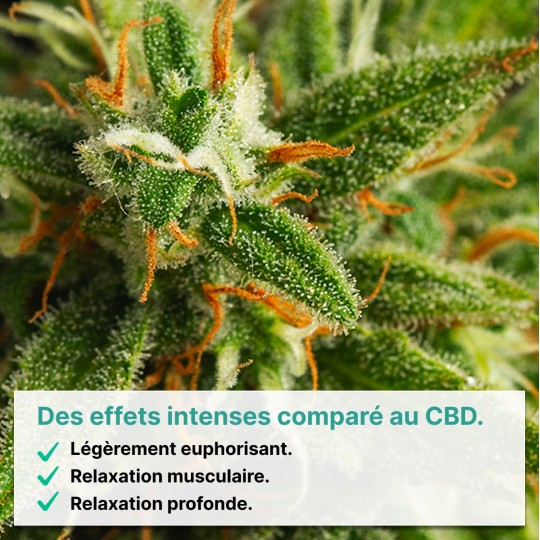 Pack découverte fleur THV-N10