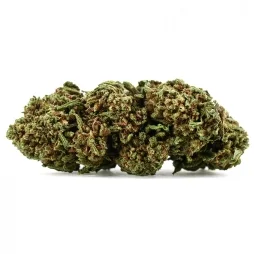 Orange Bud CBD