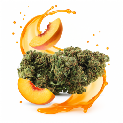 Fleur de CBD : Peach'N'Kush CBD