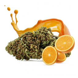 Fleur de CBD : Orange Bud CBD