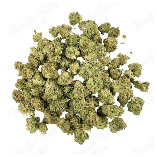 Fleur de CBD : Small Bud – Cheetah Piss