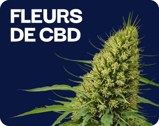 Fleurs de CBD