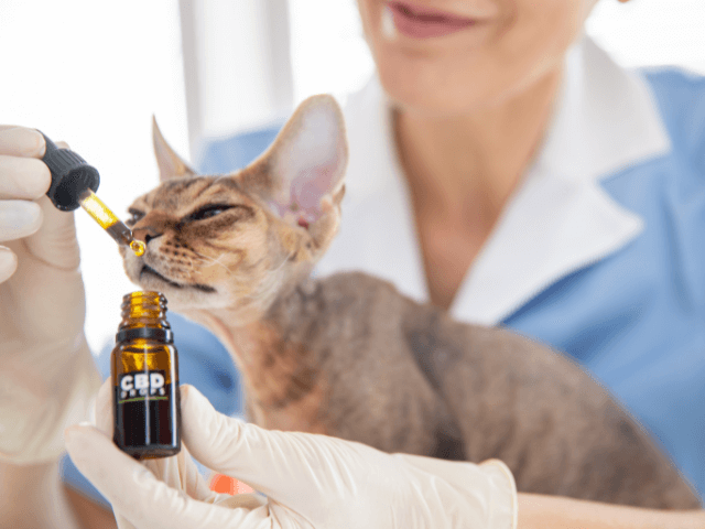 chat-et-cbd