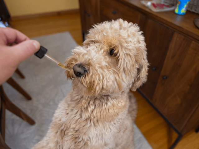 chien-et-huile-de-cbd
