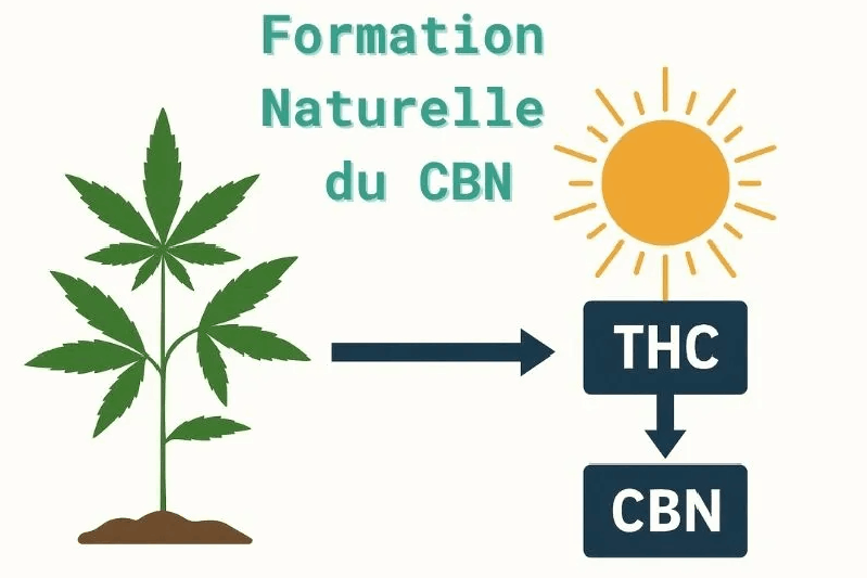 infographie sur la formation naturelle du CBN