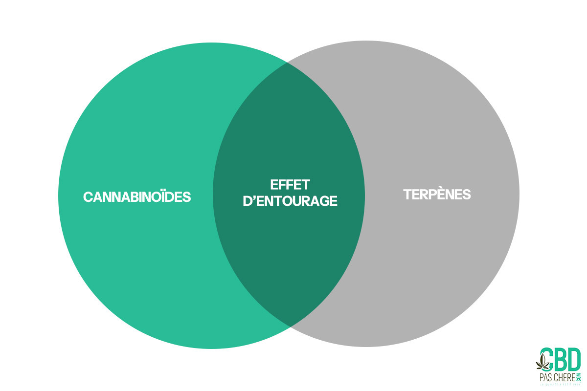 infographie sur l'effet d'entourage du cannabis