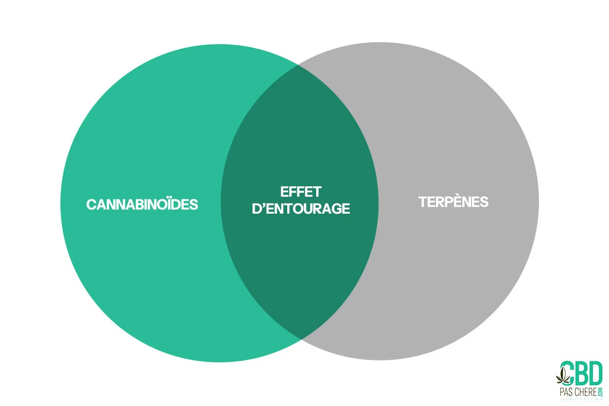 infographie sur l'effet d'entourage