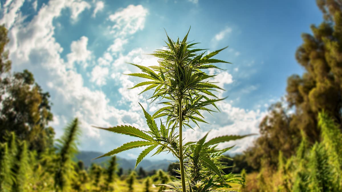 fleurs de CBN