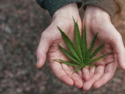 CBD et Parkinson : quels impacts concrets sur les symptômes ?
