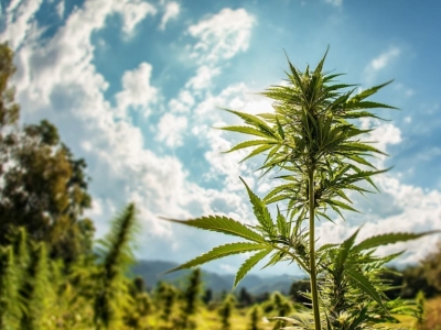 Pourquoi et comment consommer du cannabinol ? Les différences entre CBN et CBD